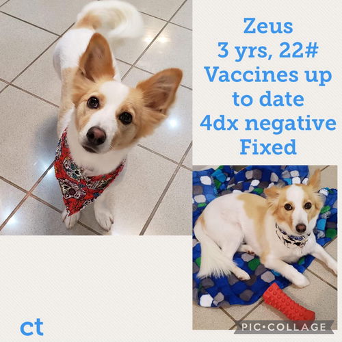 Zeus