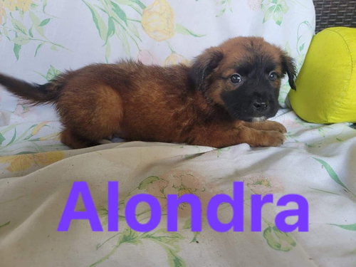 Alondro/Rio