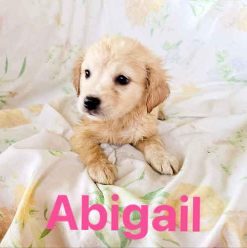 Abigail/Brisket