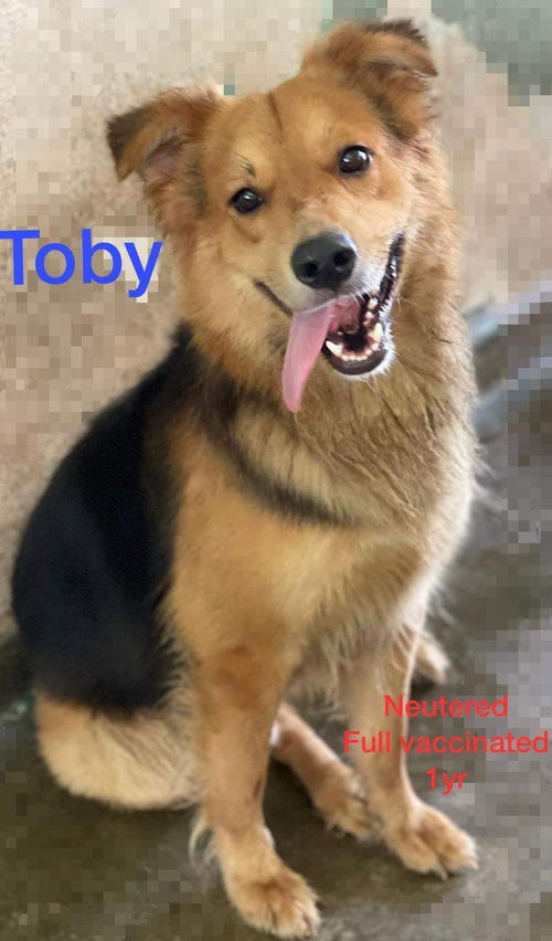 Toby