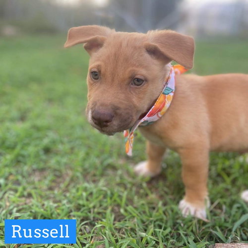 Russell