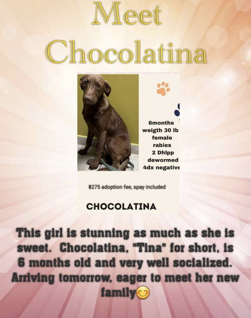 Chocolatina