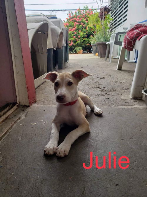 Julie