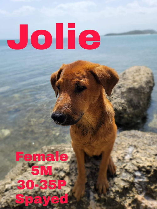 Jolie