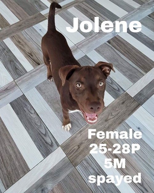 Jolene