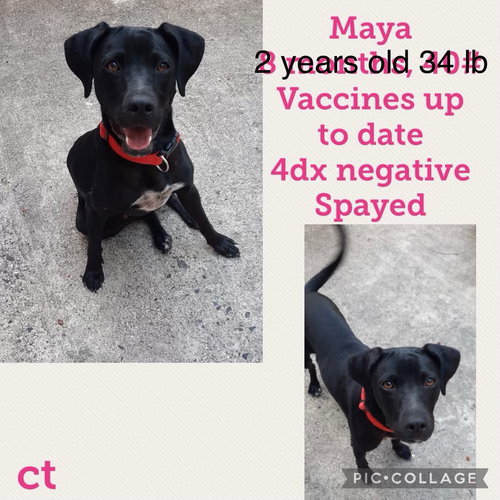Maya
