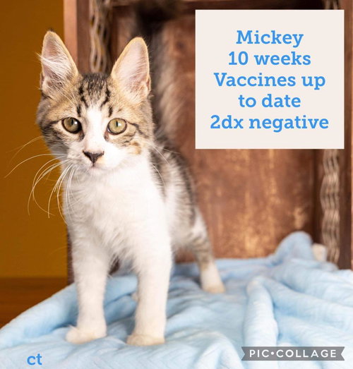 Mickey