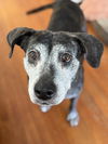 adoptable Dog in virginia beach, VA named Lucy