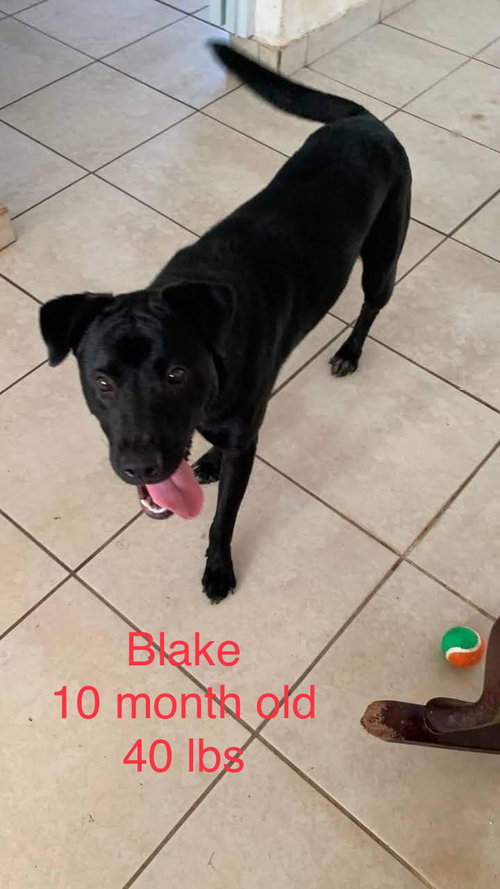 Blake