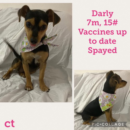 Darly