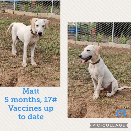 Matt