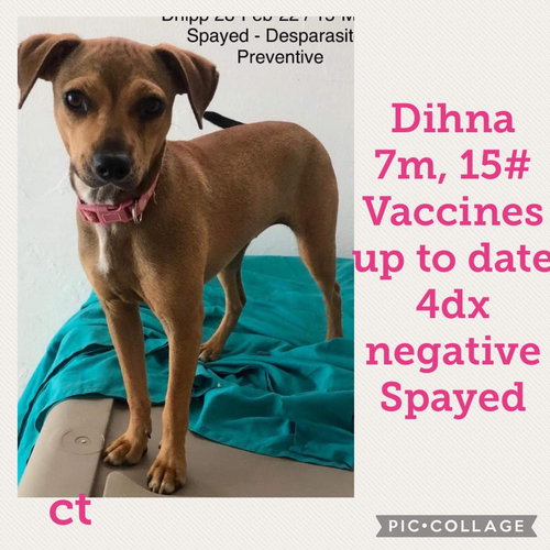 Dihna