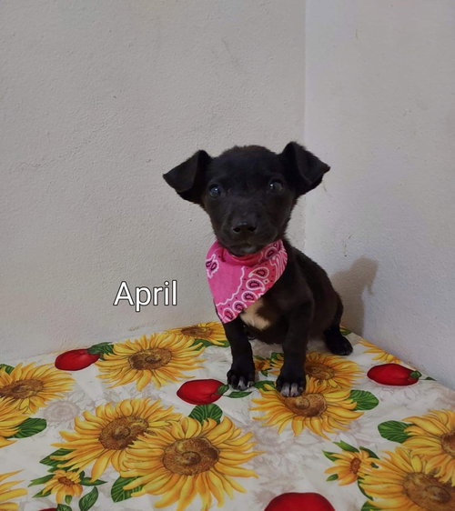 April/Bella