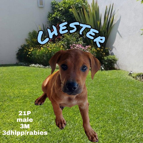 Chester