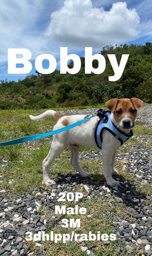 Bobby