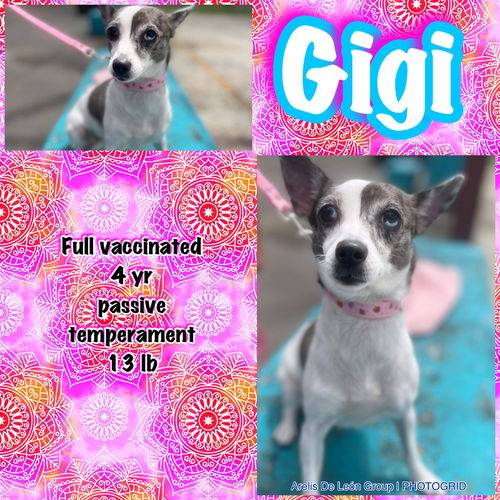 Gigi