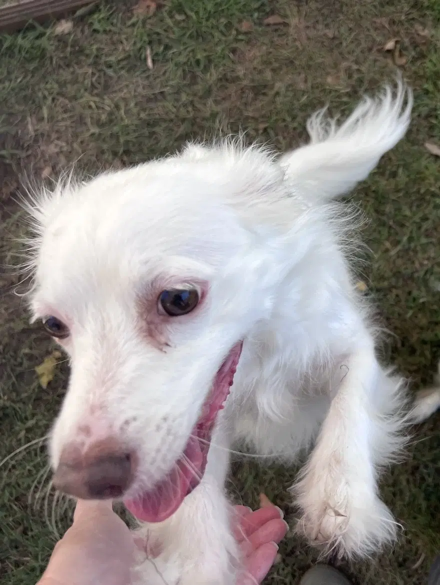 Lucy image 2