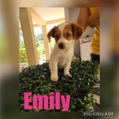 Emily