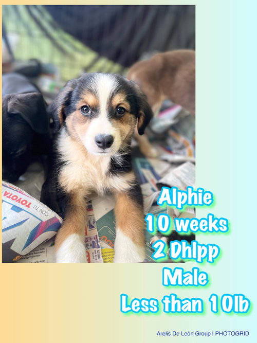 Alphie