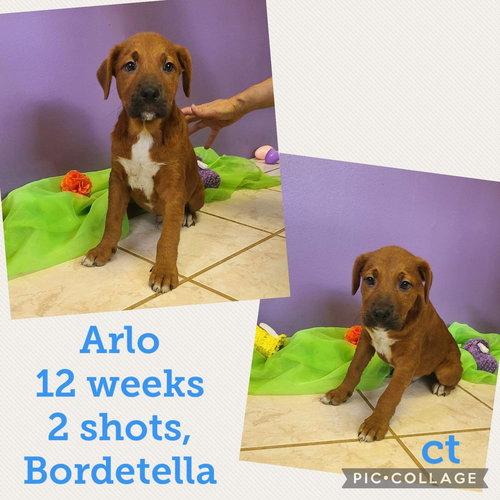 Arlo/Teddy