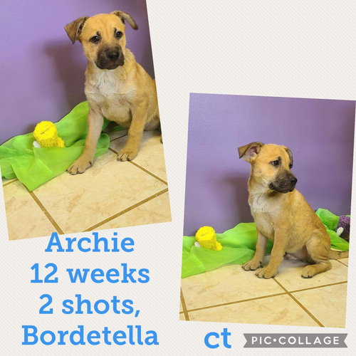 Archie