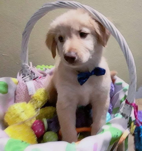 Biscuit