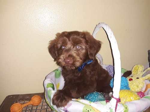 Brownie