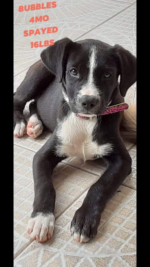 Bubble/stella