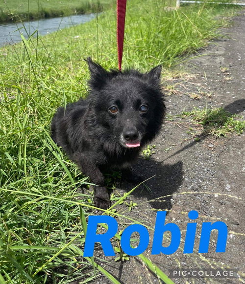 Robin