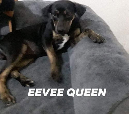 Eevee Queen