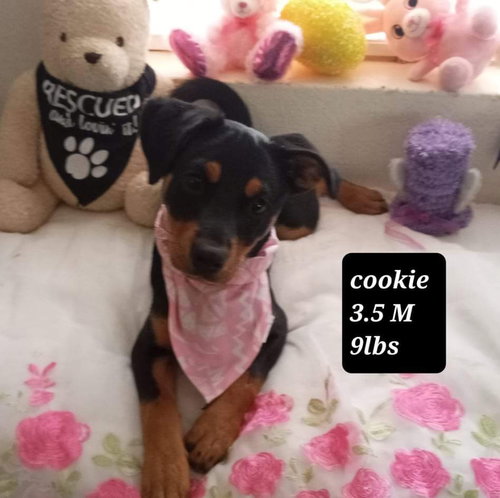 Cookie