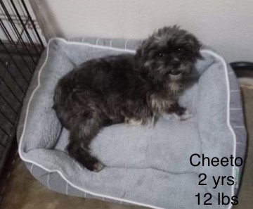 Cheeto