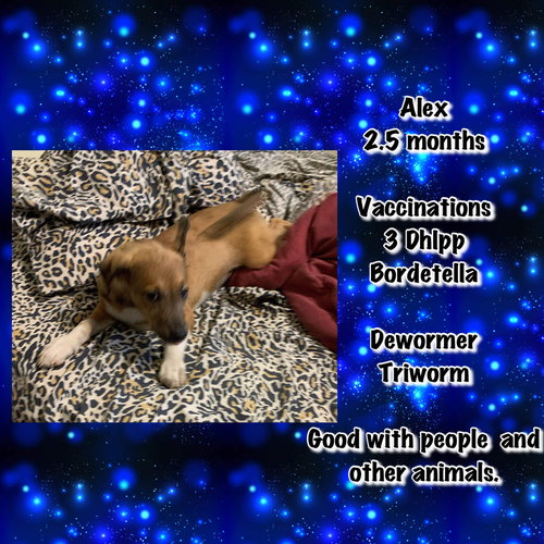 Alex
