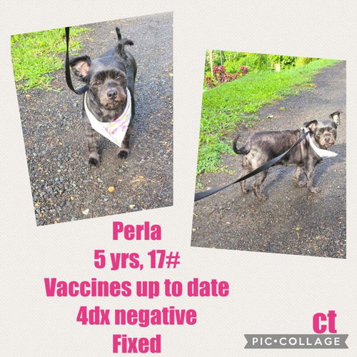 Perla