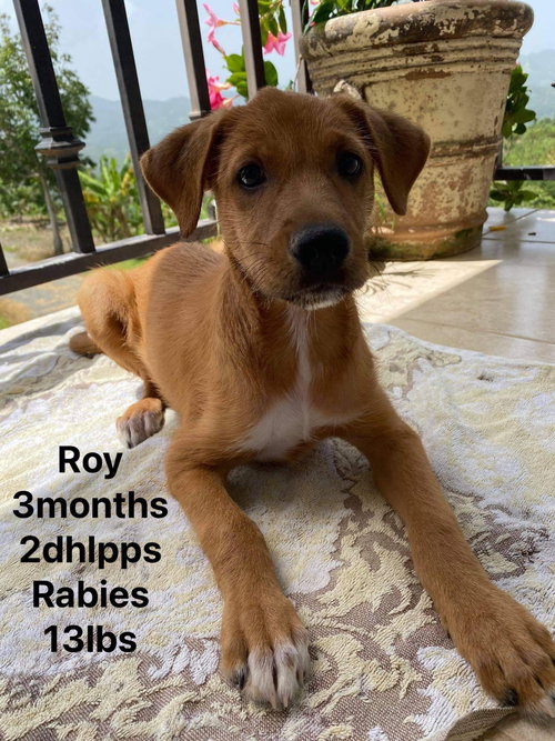 Roy