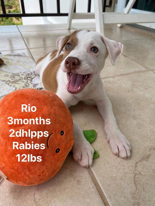 Rio