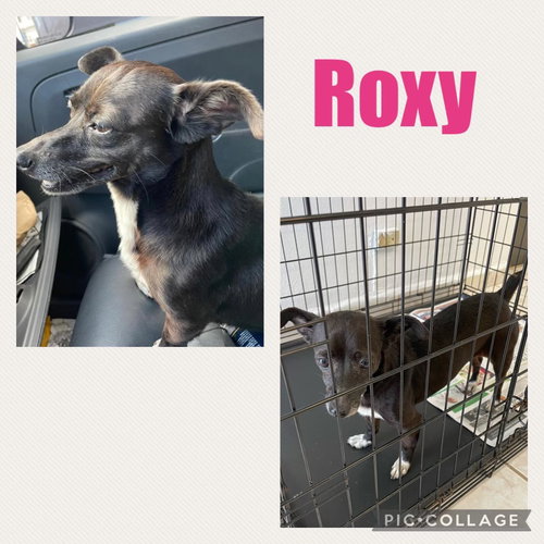 Roxy
