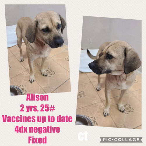 Alison