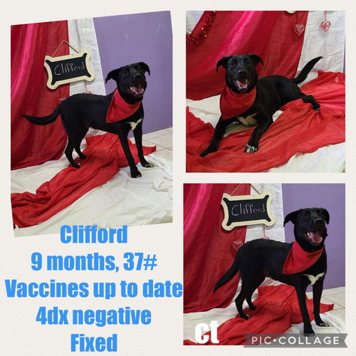 Clifford