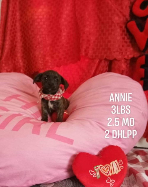 Annie