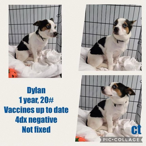 Dylan