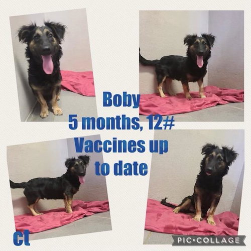 Boby