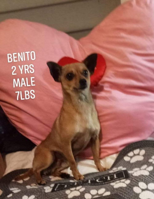 Benito