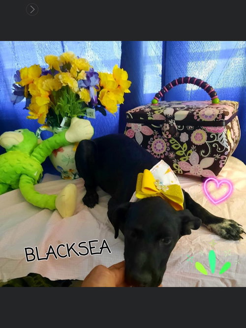 Blacksea
