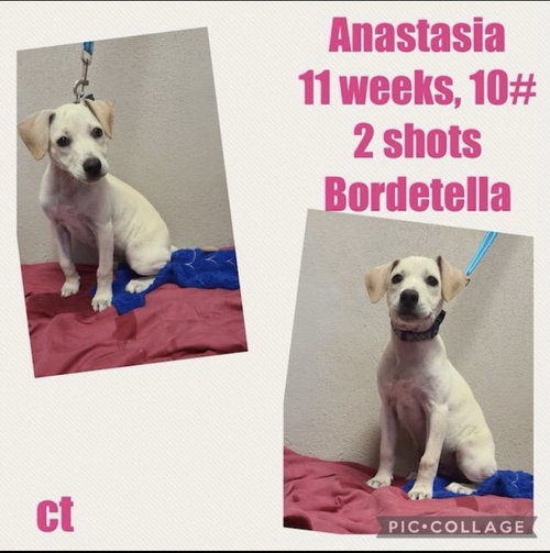Anastasia