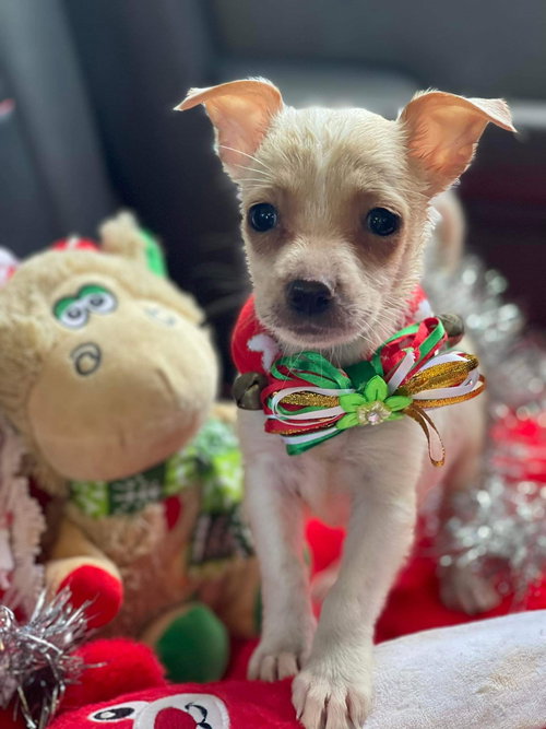 Merle