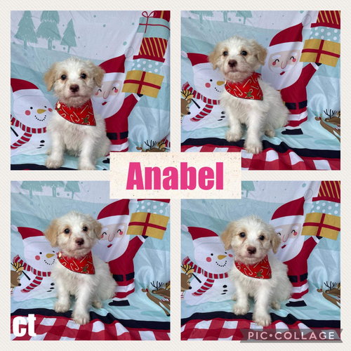 Anabel