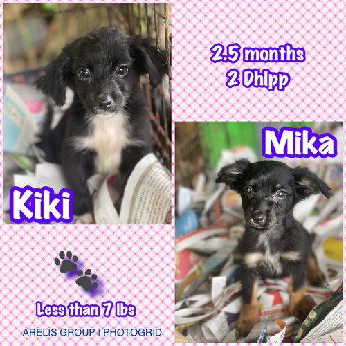 Mika