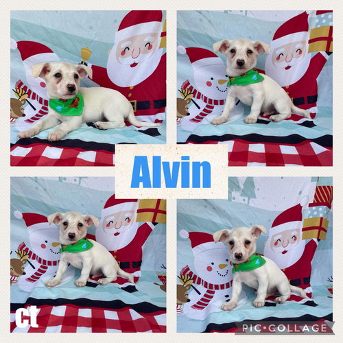 Alvin