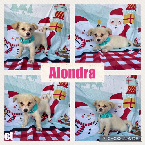 Alondra/Icy